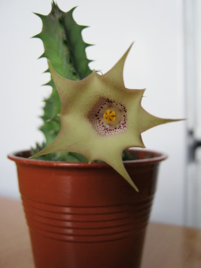 Huernia quinta (1) - Asclepiadaceae