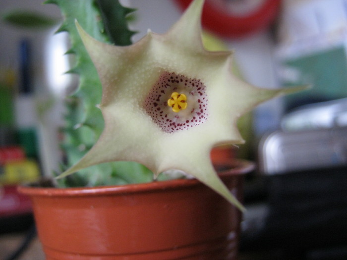 Huernia quinta (6) - Asclepiadaceae