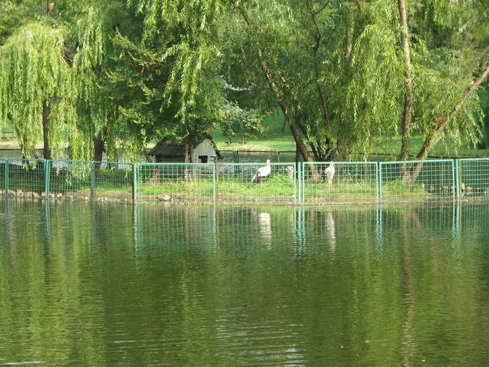 Parcul ROMANESCU 1-08-2010 020 - Parcul ROMANESCU-1 aug 2010