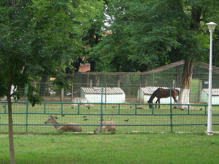 Parcul ROMANESCU 1-08-2010 064 - Parcul ROMANESCU-1 aug 2010
