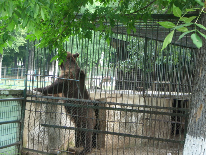 Parcul ROMANESCU 1-08-2010 069