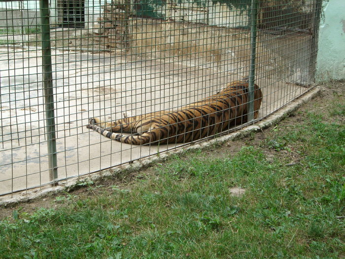 Parcul ROMANESCU 1-08-2010 079