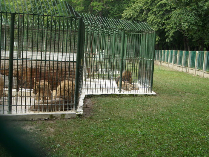 Parcul ROMANESCU 1-08-2010 082