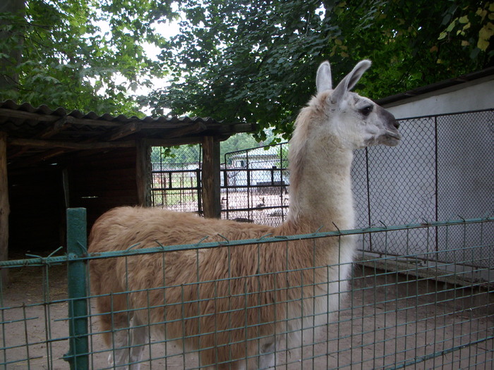 Parcul ROMANESCU 1-08-2010 097