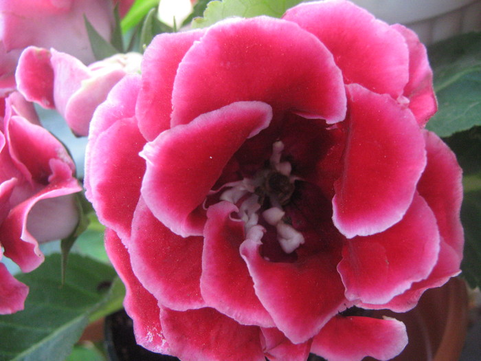 Picture 320 - gloxinia rosie dubla  2010 2011