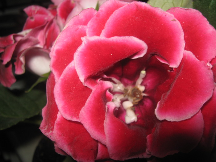 Picture 301 - gloxinia rosie dubla  2010 2011