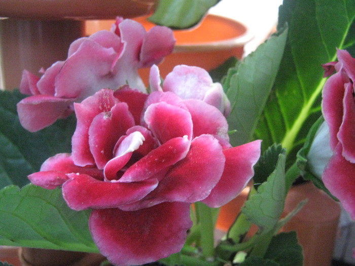 Picture 305 - gloxinia rosie dubla  2010 2011