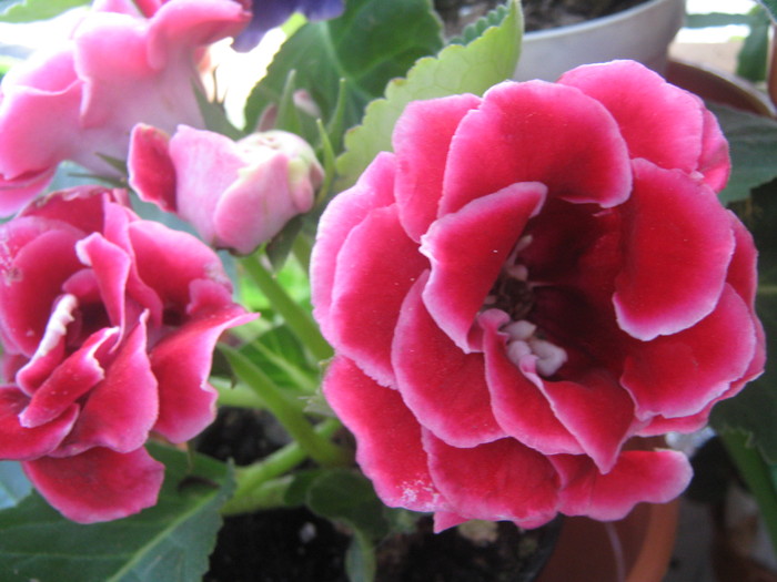 Picture 315 - gloxinia rosie dubla  2010 2011