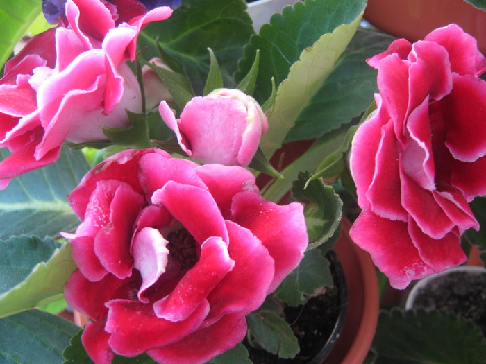 Picture 316 - gloxinia rosie dubla  2010 2011