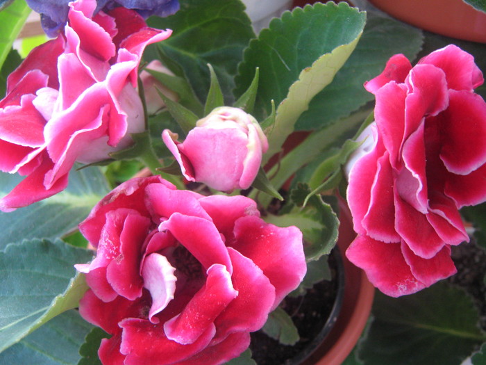 Picture 317 - gloxinia rosie dubla  2010 2011