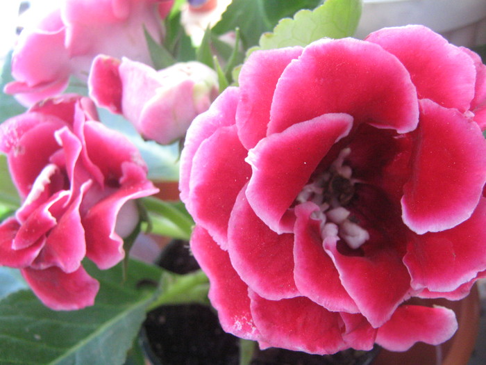 Picture 318 - gloxinia rosie dubla  2010 2011