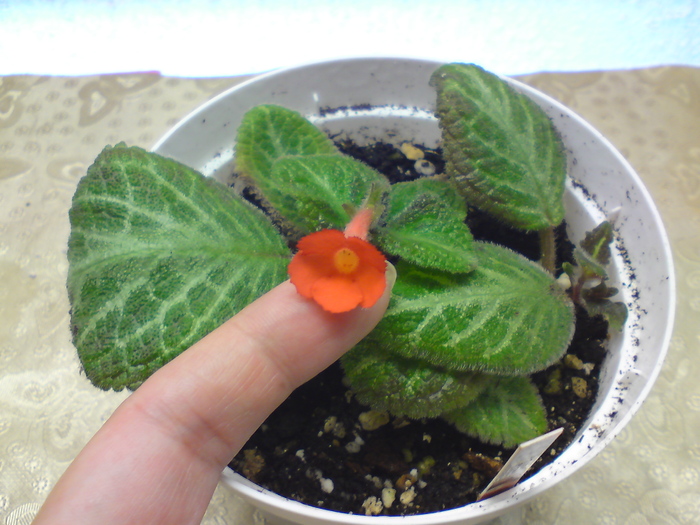 Tricolor - Episcia