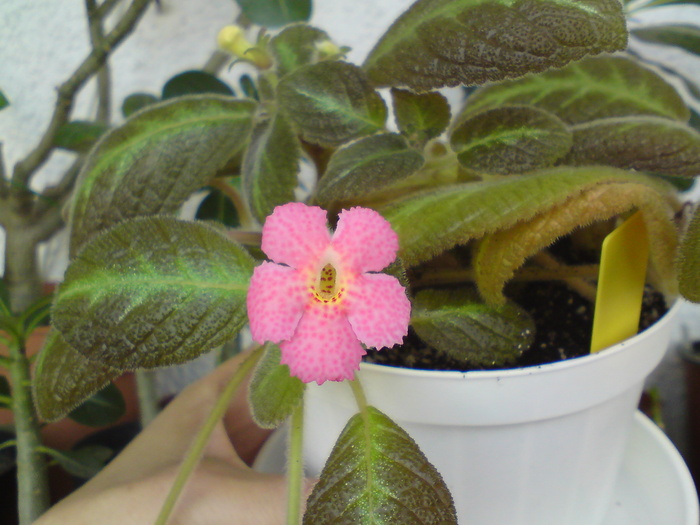 Jim's Canadian Sunset - Episcia