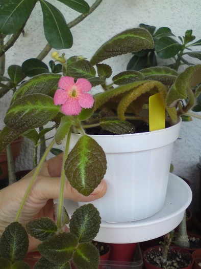 Jim's Canadian Sunset - Episcia