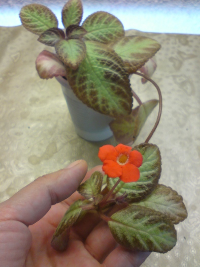 Harlequine - Episcia