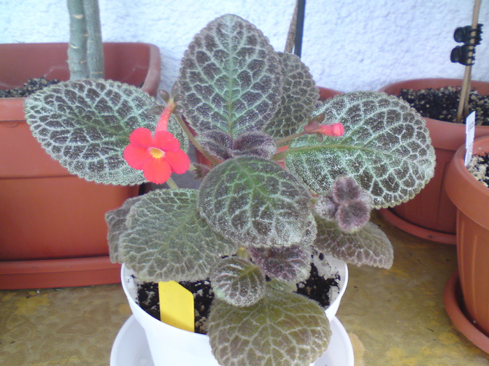 Tiger Stripe - Episcia