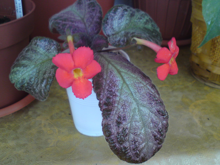 Georgia Peach - Episcia