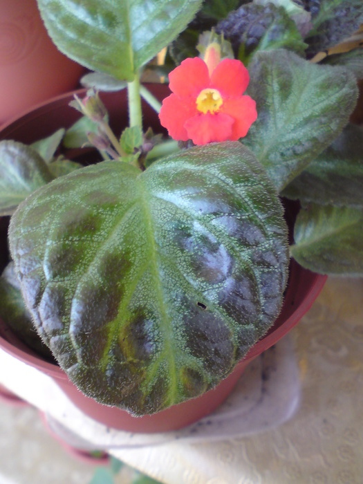 Sylvan's beauty - Episcia