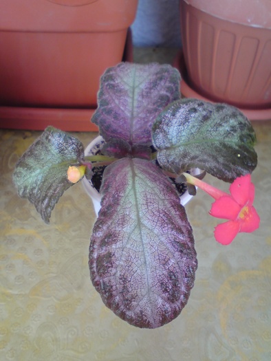Georgia Peach - Episcia