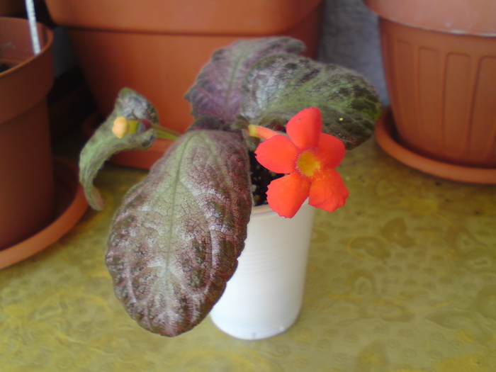 Georgia Peach - Episcia