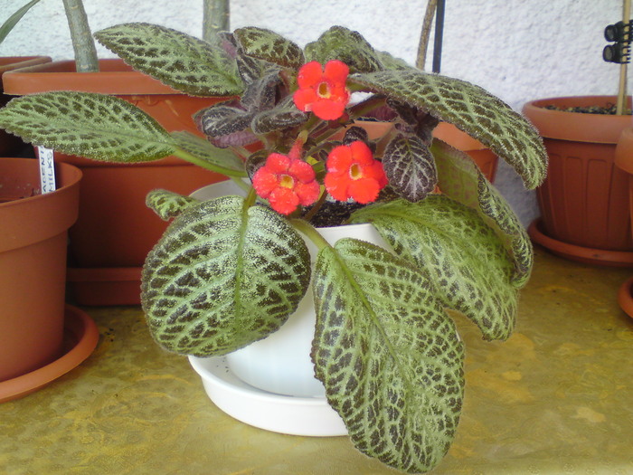 Silver Fog - Episcia