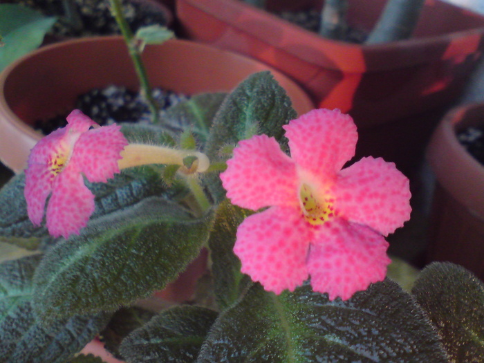 Jim's Canadian Sunset - Episcia