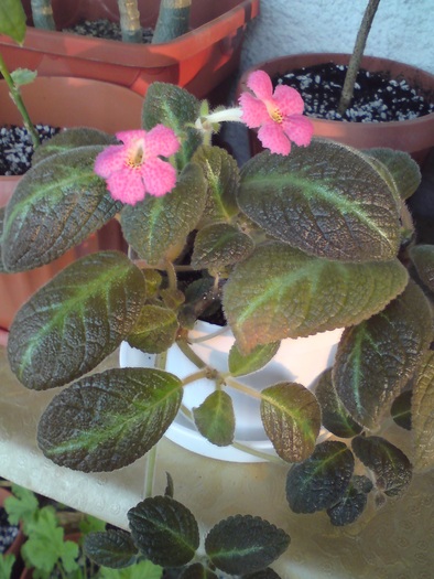 Jim's Canadian Sunset - Episcia