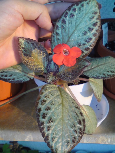 Cupreata - Episcia