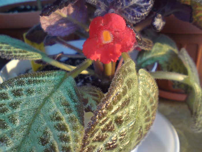 Silver Fog - Episcia