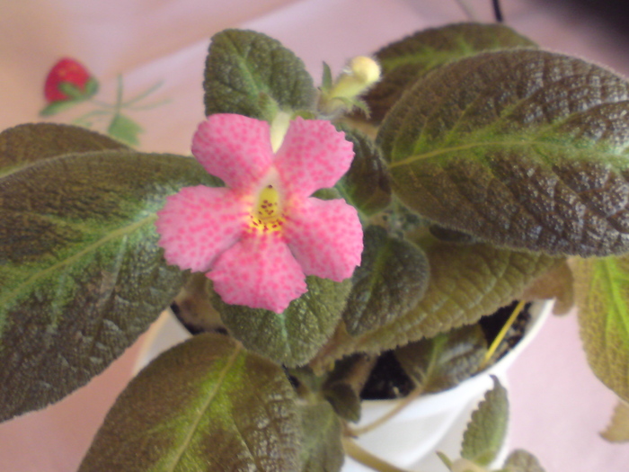 Jim's Canadian Sunset - Episcia