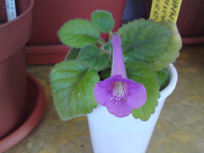 Chippewa Merry-Martha; Chippewa Merry-Martha
