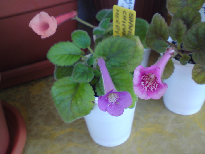 Mini-sinningii-grup: Super Orange, Chippewa Merry-Martha, Fuchsia Treasure; In grup: Super Orange, Chippewa Merry-Martha, Fuchsia Treasure
