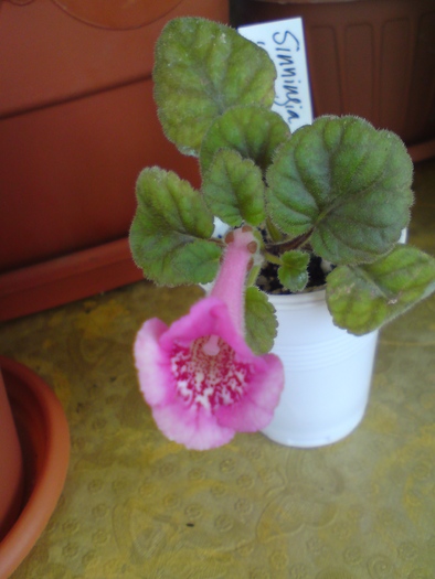 Fuchsia Treasure; Fuchsia Treasure
