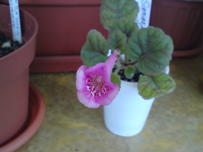 Fuchsia Treasure; Fuchsia Treasure
