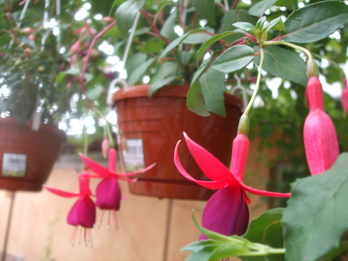 Fuchsia Cardinal - IN CASA