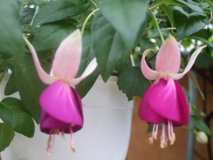 Fuchsia Westminster Chimes - IN CASA