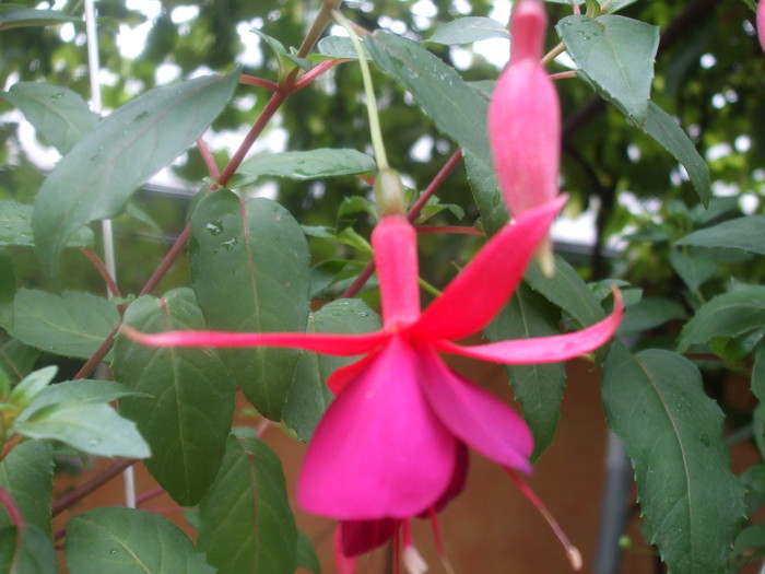 Fuchsia Aubergine