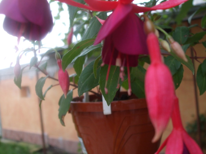 Fuchsia Cardinal - IN CASA