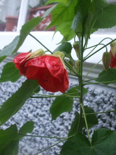 Abutilon - IN CASA