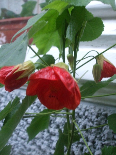 Abutilon - IN CASA