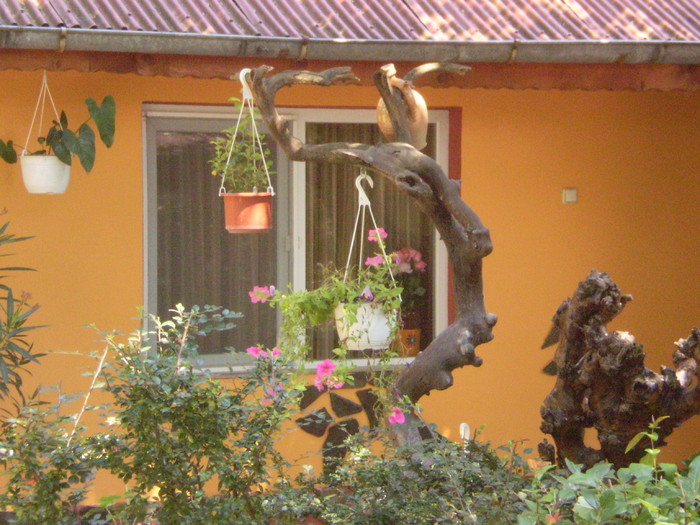 P1010161 - curtea locul de munca