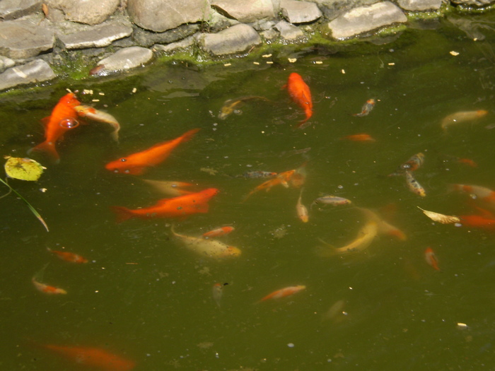 P1010160 - lacul si cascada