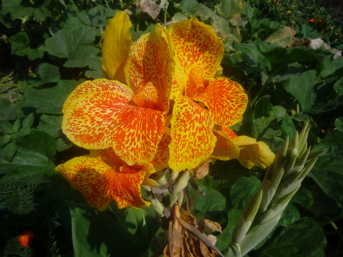 canna - flori gradina 2010