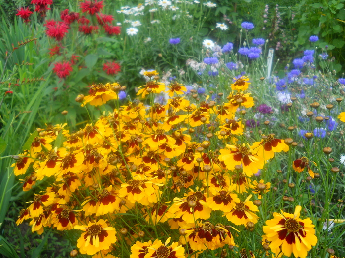 coreopsis,albastrele,monarda,margarete