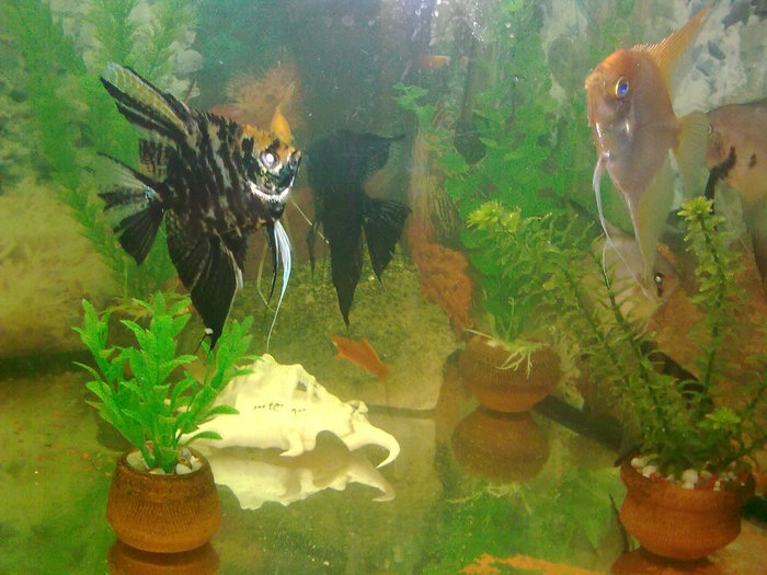 Picture 424 - acvariul copiilor mei