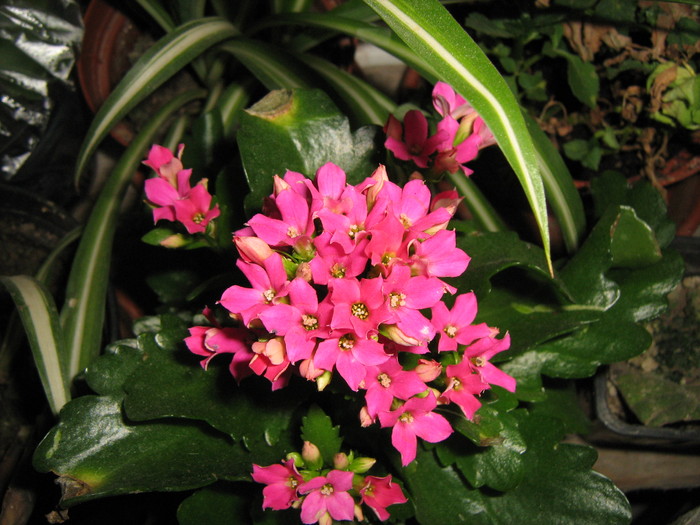 010 - Kalanchoe