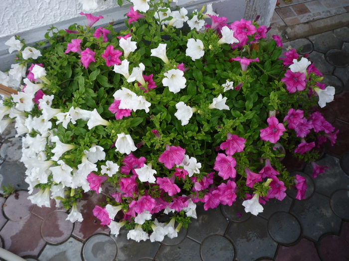 P1040470 - ghivece flori 2010