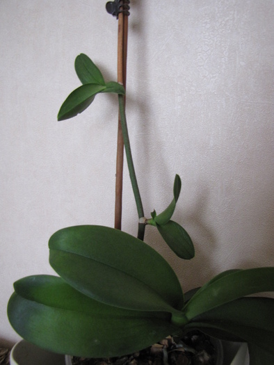 Orhidee (2) cu keiki 8 aug 2010 (1) - orhidee