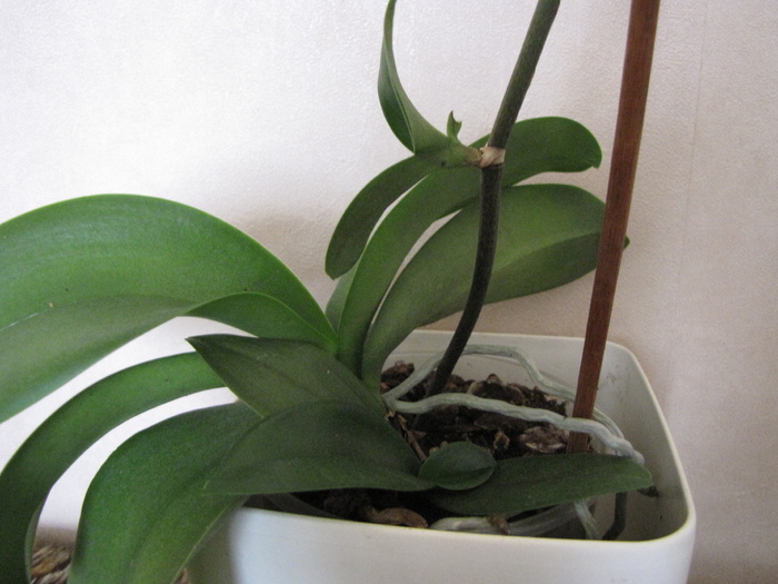 Orhidee (3) cu keiki 8 aug 2010 (1) - orhidee