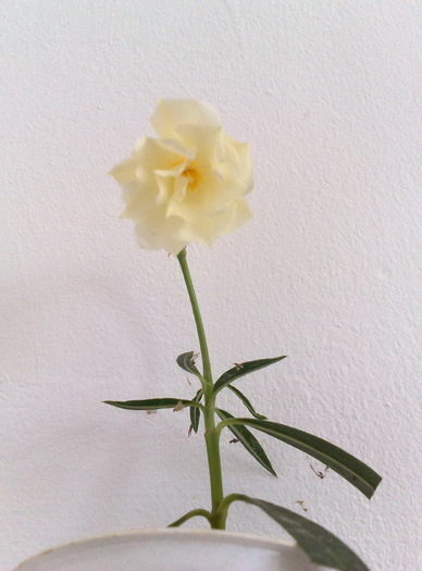 crem galbui